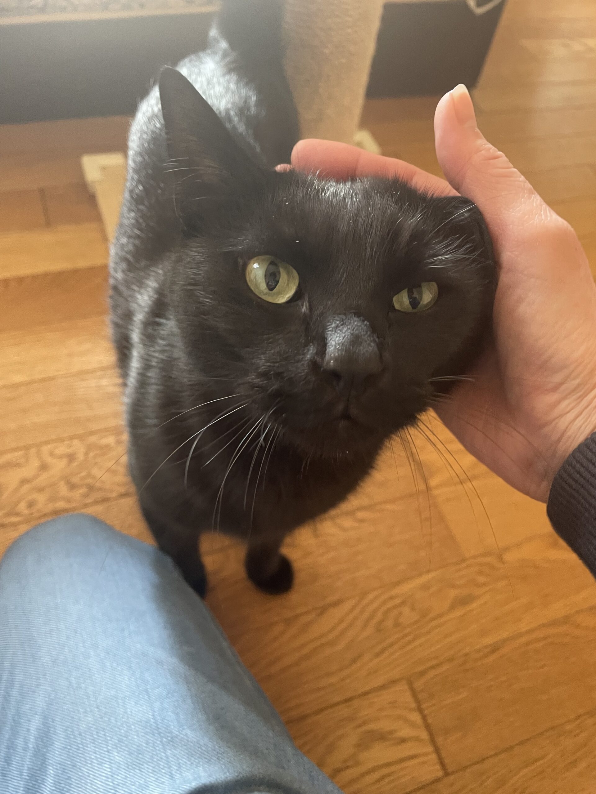 【千葉市・猫】ルン・ゴールドくんのお世話報告