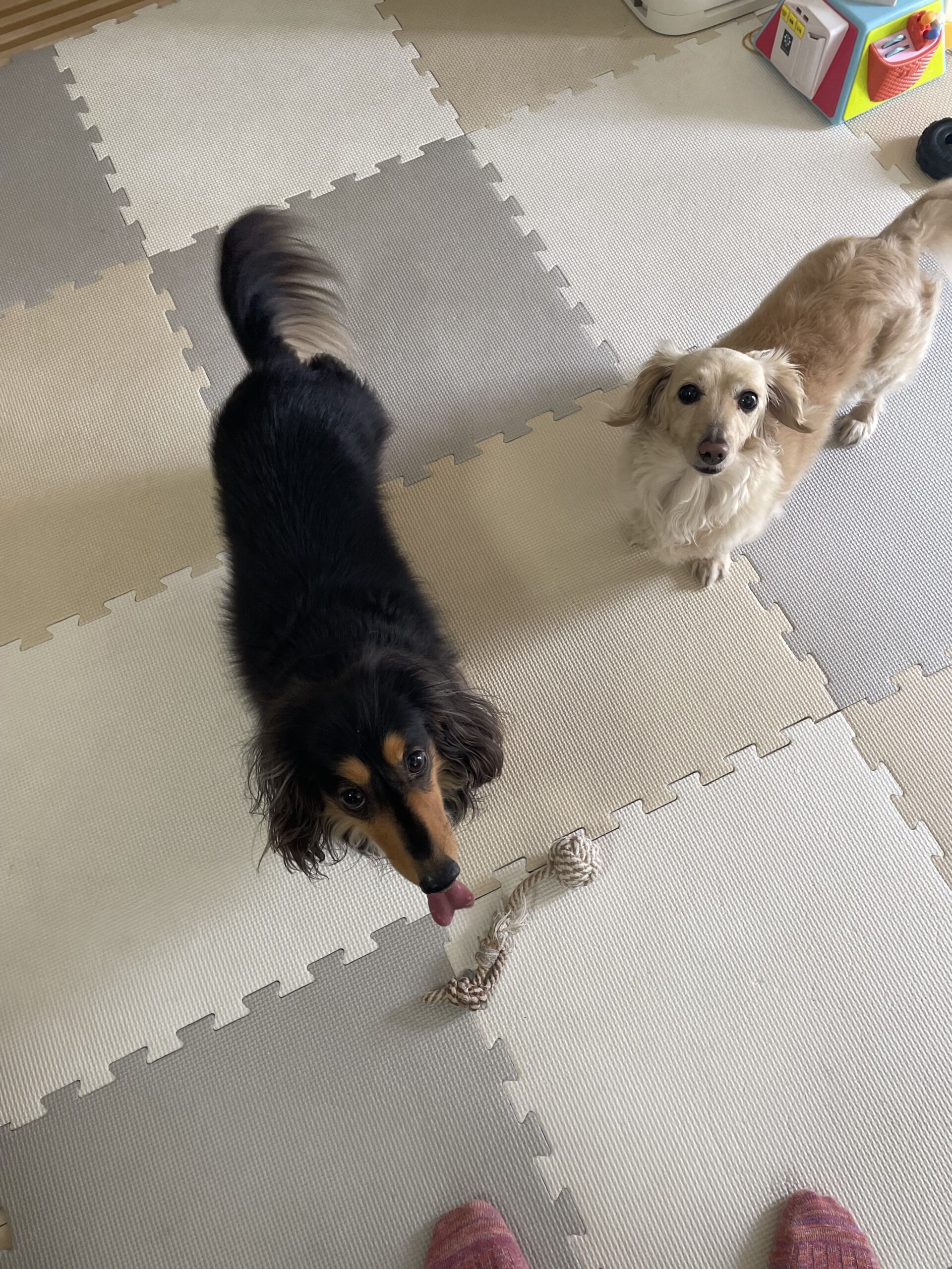 【船橋市・犬】桃子ちゃんと圭司くんのお世話報告