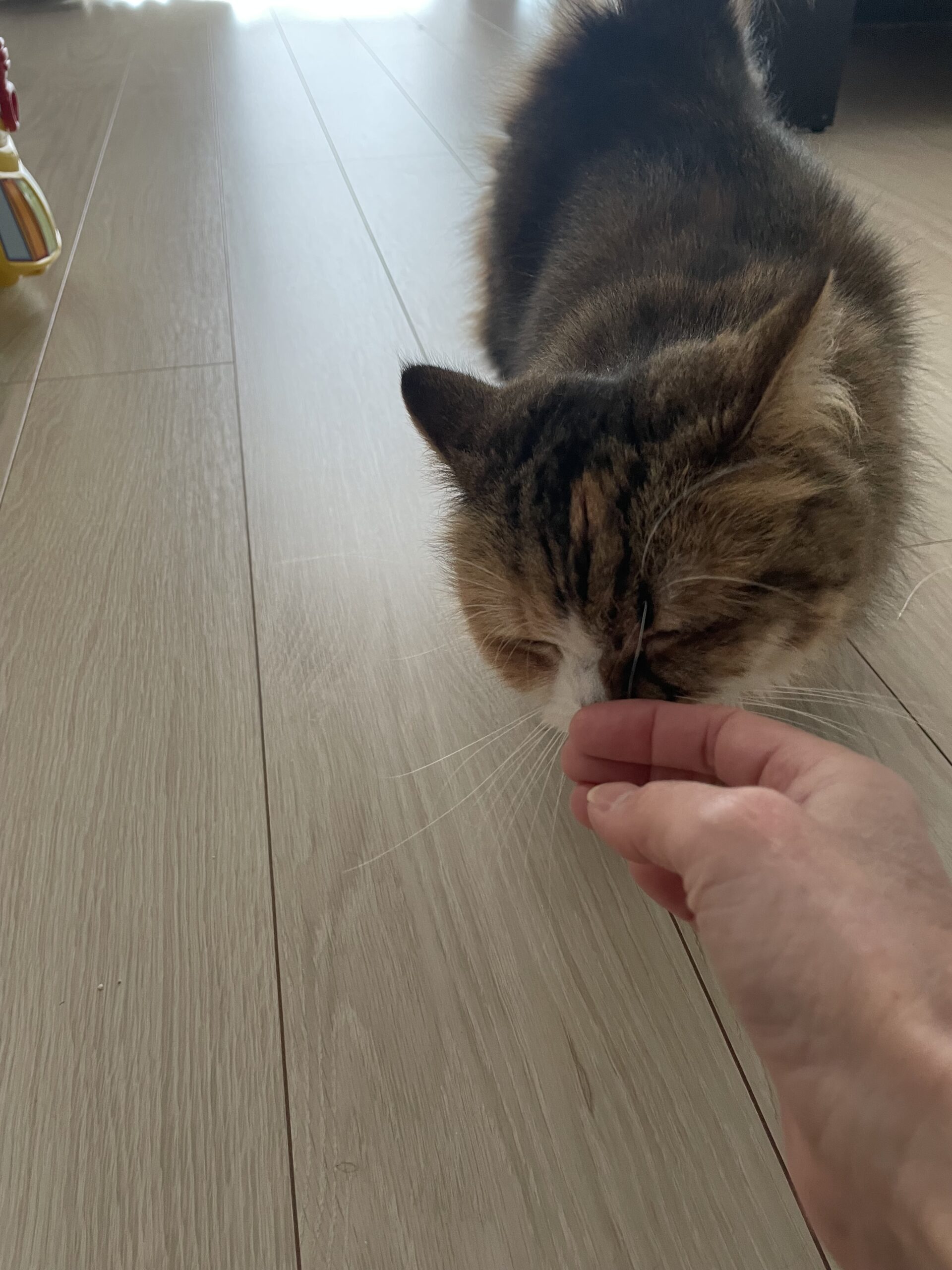 【船橋市・猫】ミミちゃんのお世話報告