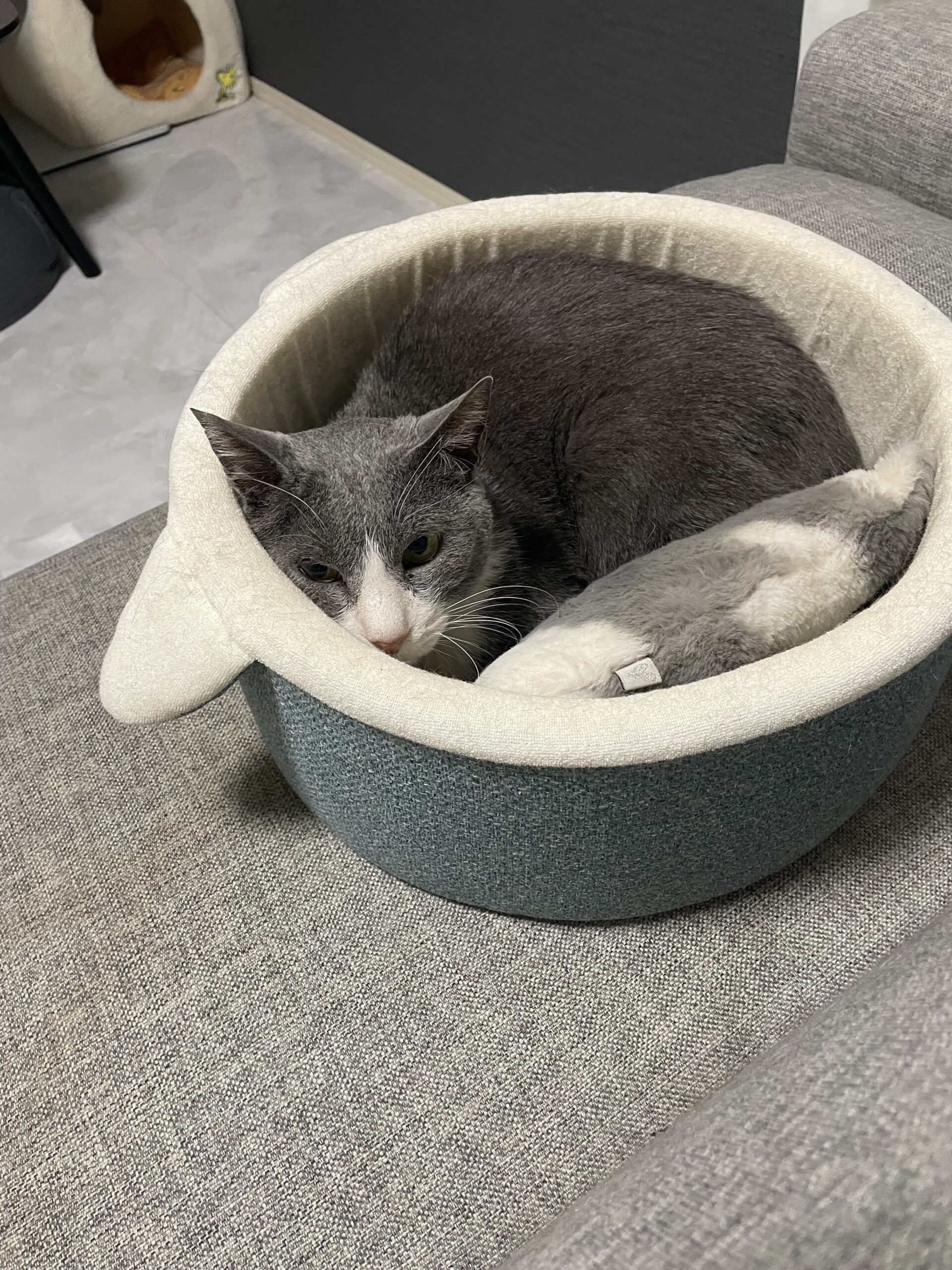 【習志野市・のあくんのお世話報告】