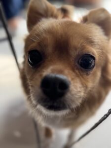 【犬のペットシッター八王子】ハナちゃんのお世話の様子