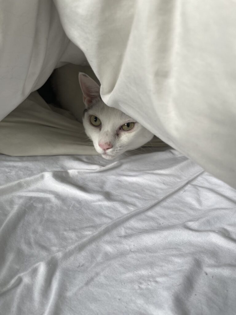 【八千代市・猫】ふじこちゃん、こむぎちゃんのお世話報告