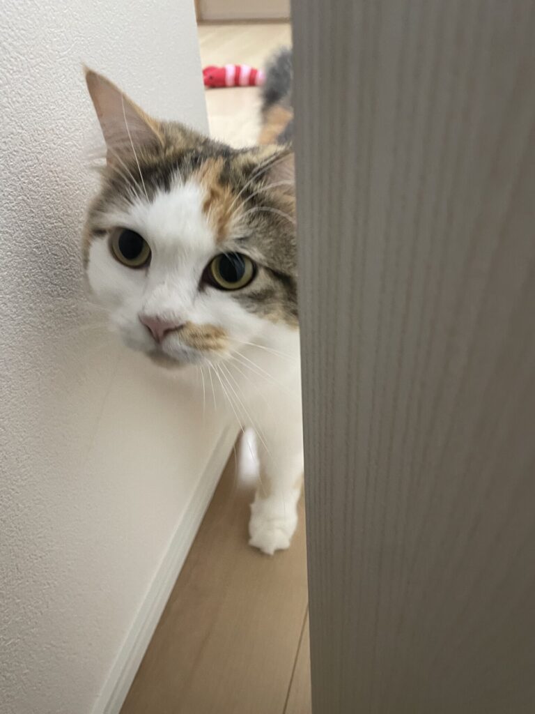 【船橋市・猫】チャロちゃんのお世話報告