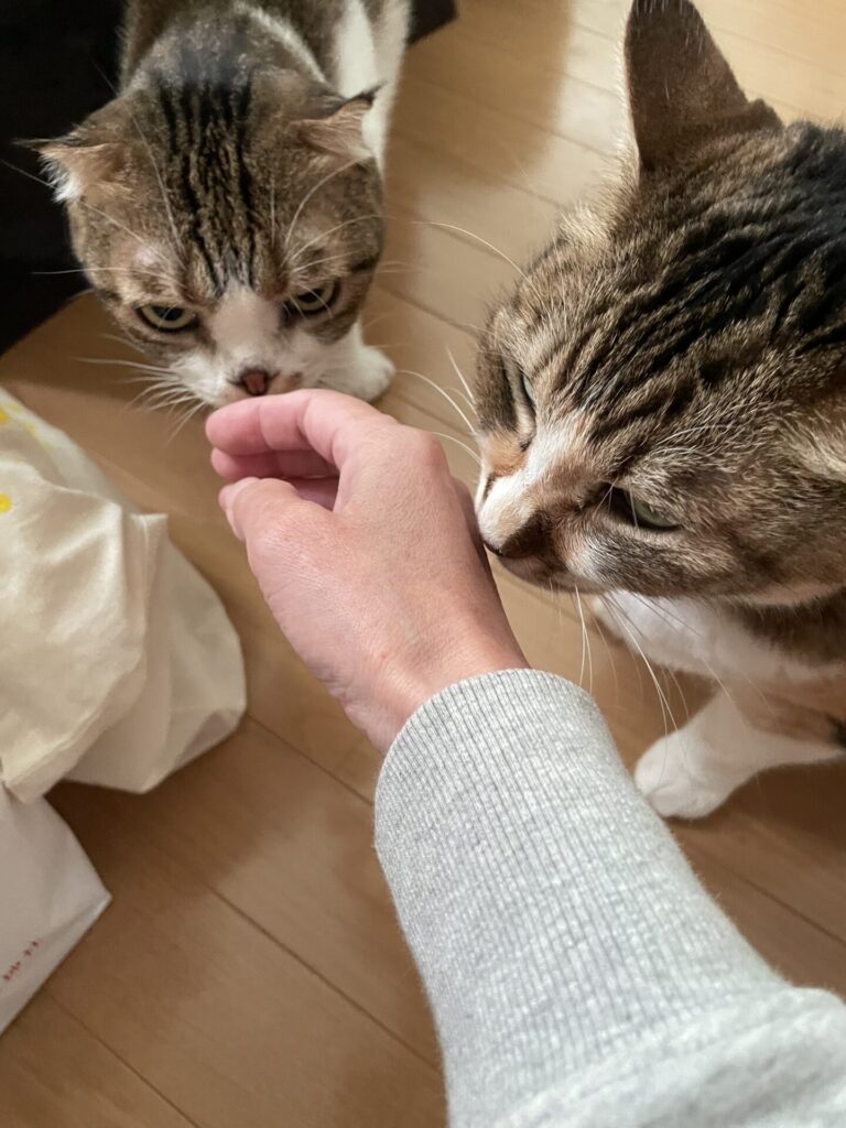 【船橋市・猫】小梅ちゃんと小町ちゃんのお世話報告