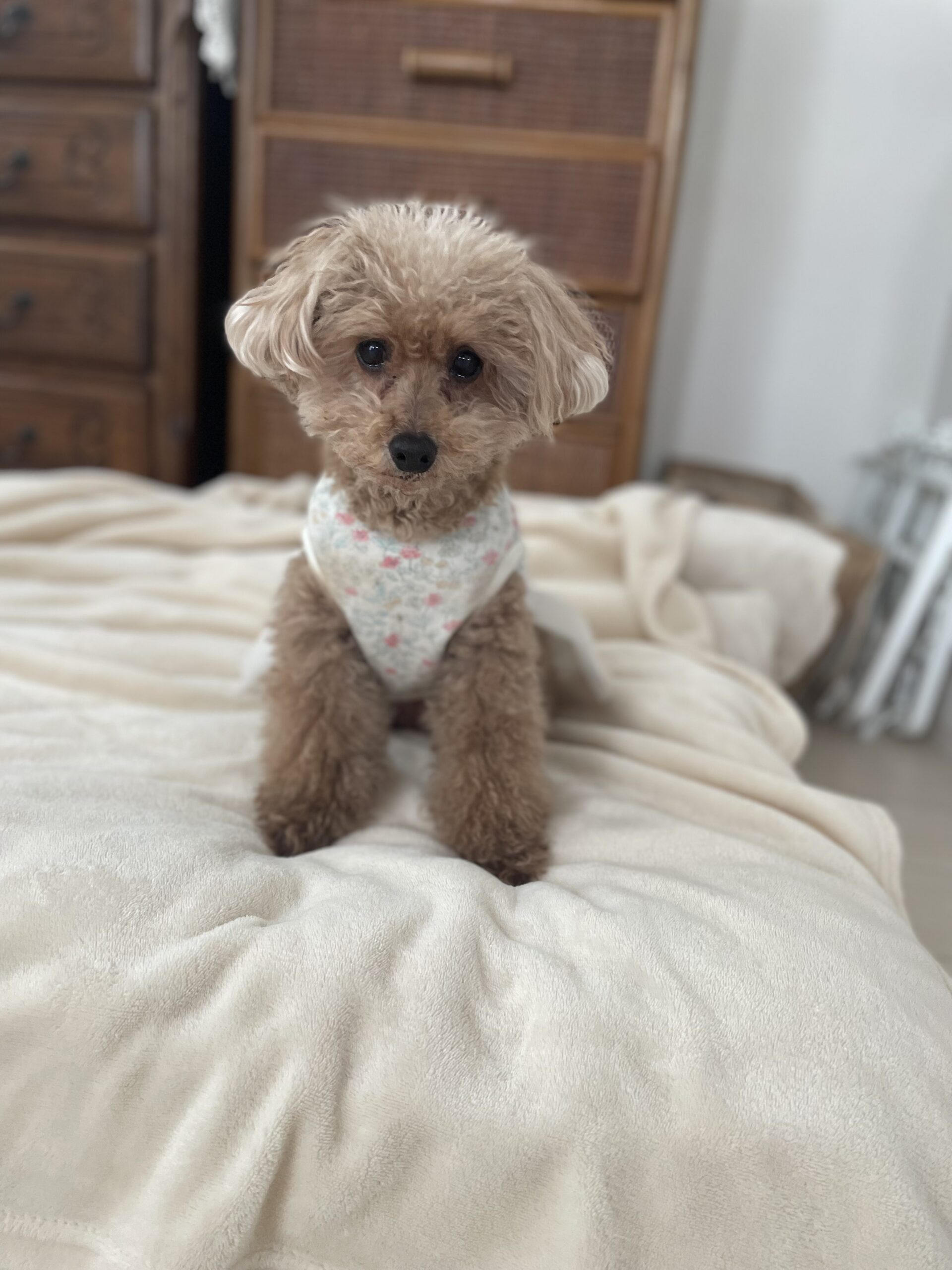 【船橋市・犬】ぷーちゃんのお世話報告