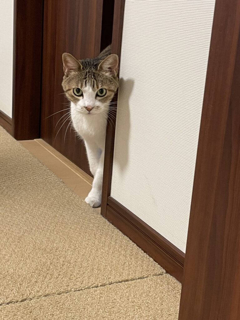 【習志野市・猫】みつくん、ぼんくんのお世話報告