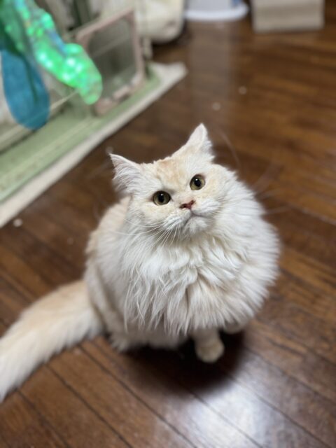 【ペットシッター 八王子】うにちゃん達のお世話の様子