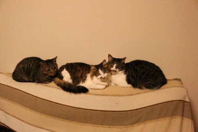 当店ホームページのモデル猫紹介♪　横浜のペットシッター　金沢区、栄区、港南区、磯子区