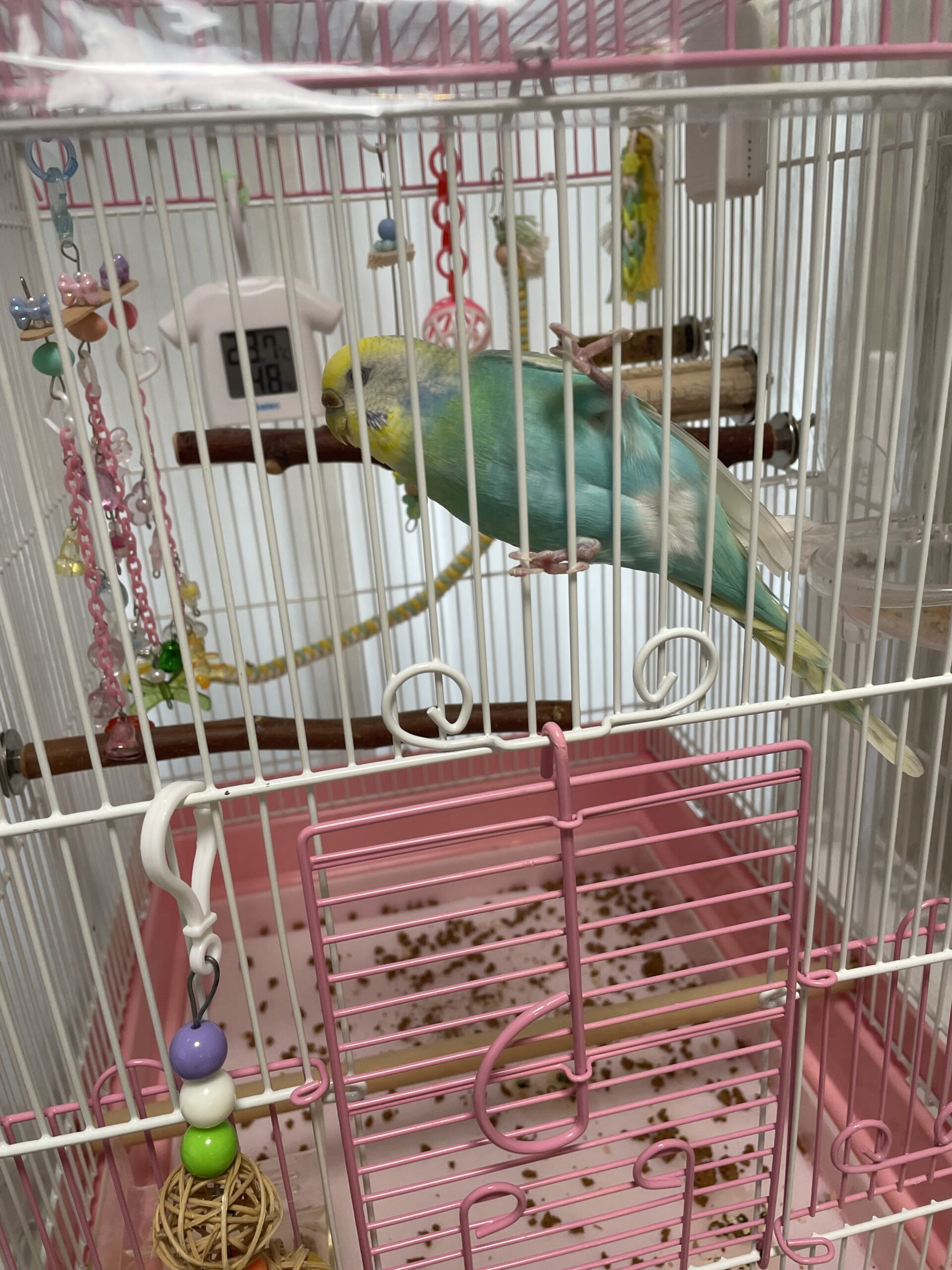 【八千代市・鳥】ひなちゃんのお世話報告