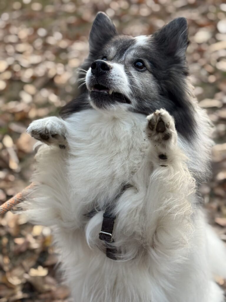 【犬のペットシッター八王子】にこちゃんのお世話の様子