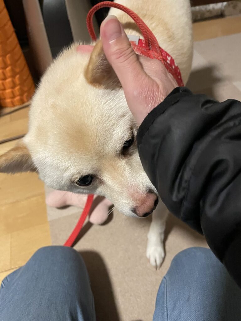 【習志野市・犬】Mちゃんのお世話報告