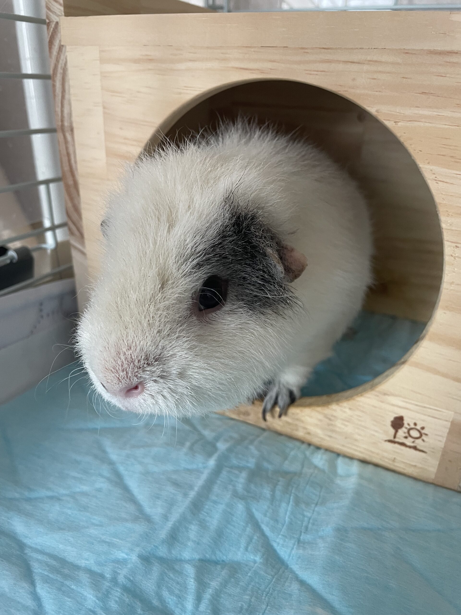 【船橋市・小動物】おうじろうくんのお世話報告