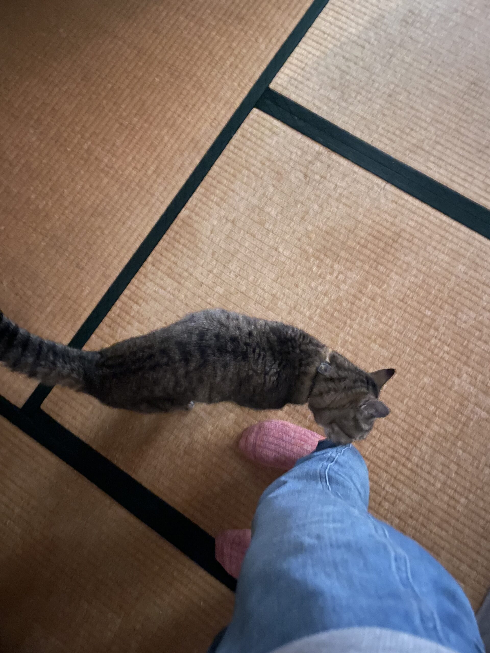 【千葉市・猫】ココちゃんのお世話報告