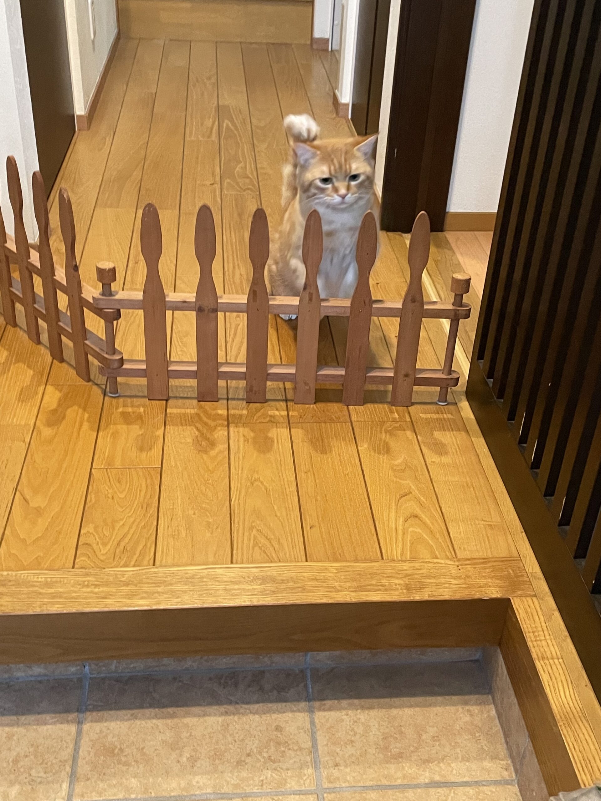 【習志野市・猫】晴くん、天くんのお世話報告