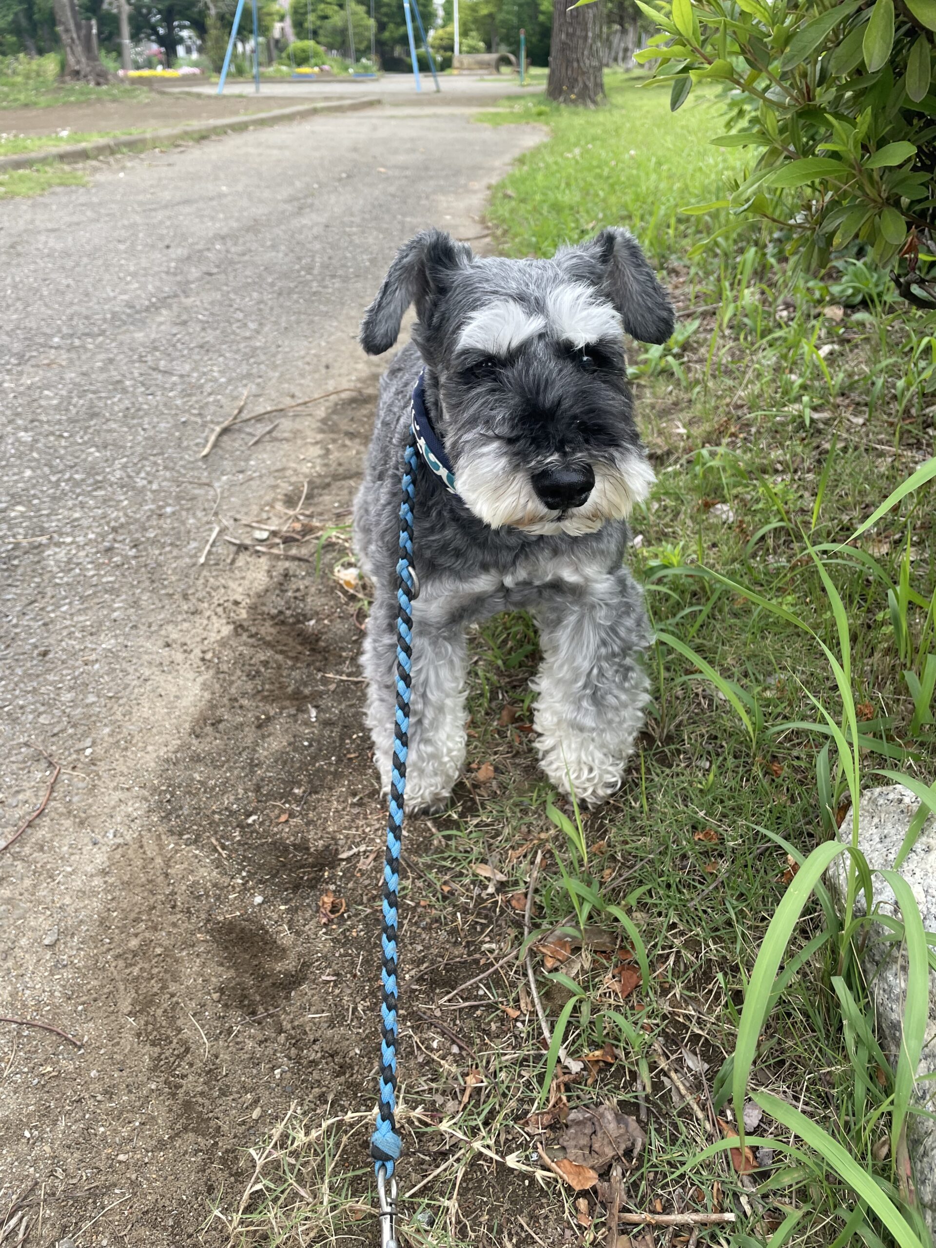 【八千代市・お散歩代行】やたろうくんくんのお世話報告