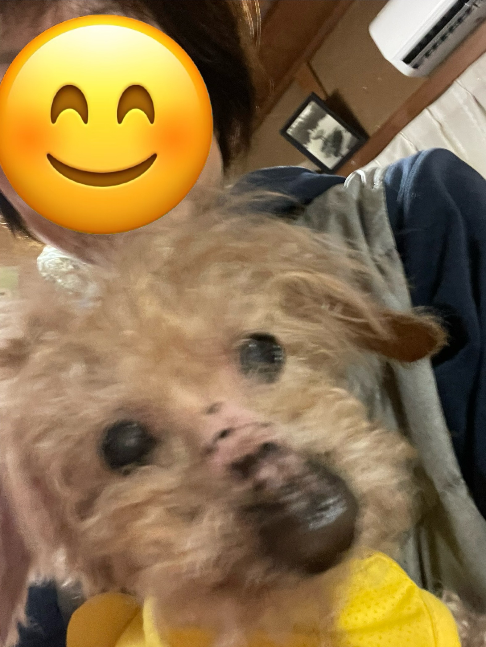 【習志野市・犬】ごまくんのお世話報告