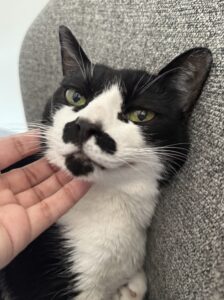 【猫のペットシッター八王子】こたちゃんのお世話の様子