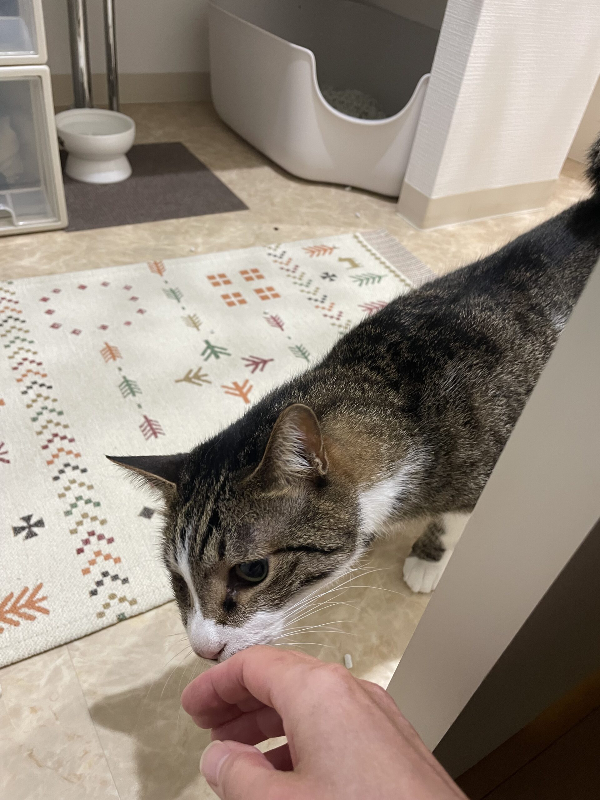 【習志野市・猫】ごましおくん、あげぱんくんのお世話報告