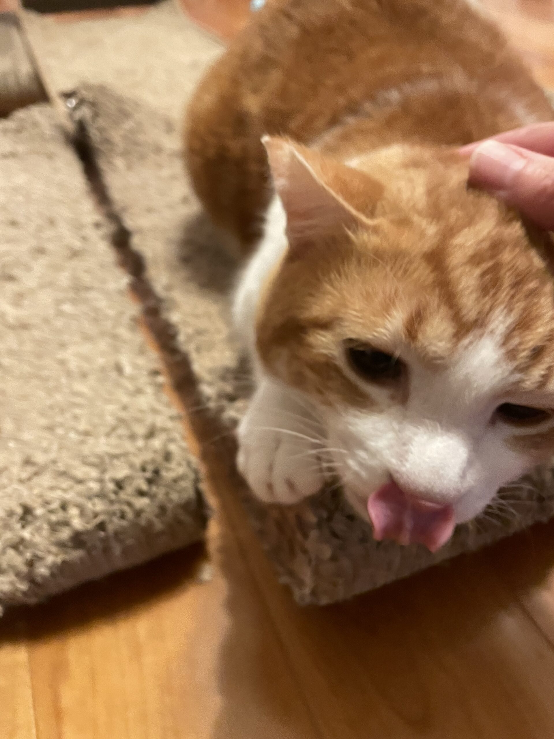 【船橋市・猫】むさしくん、まこくんのお世話報告