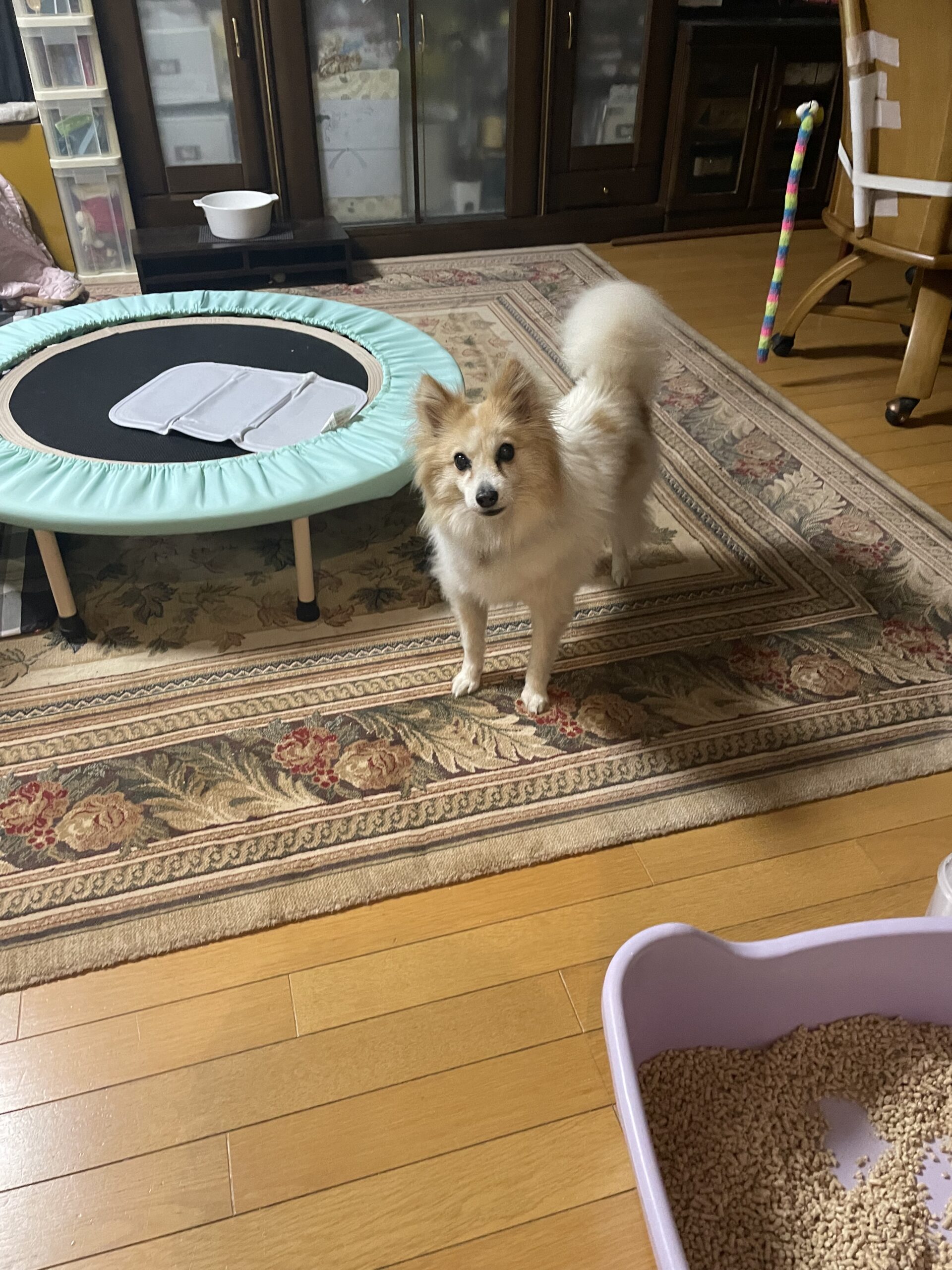 【八千代市・犬、猫】Qooくん、タルトくん、ルナちゃん、ノエルくんのお世話報告