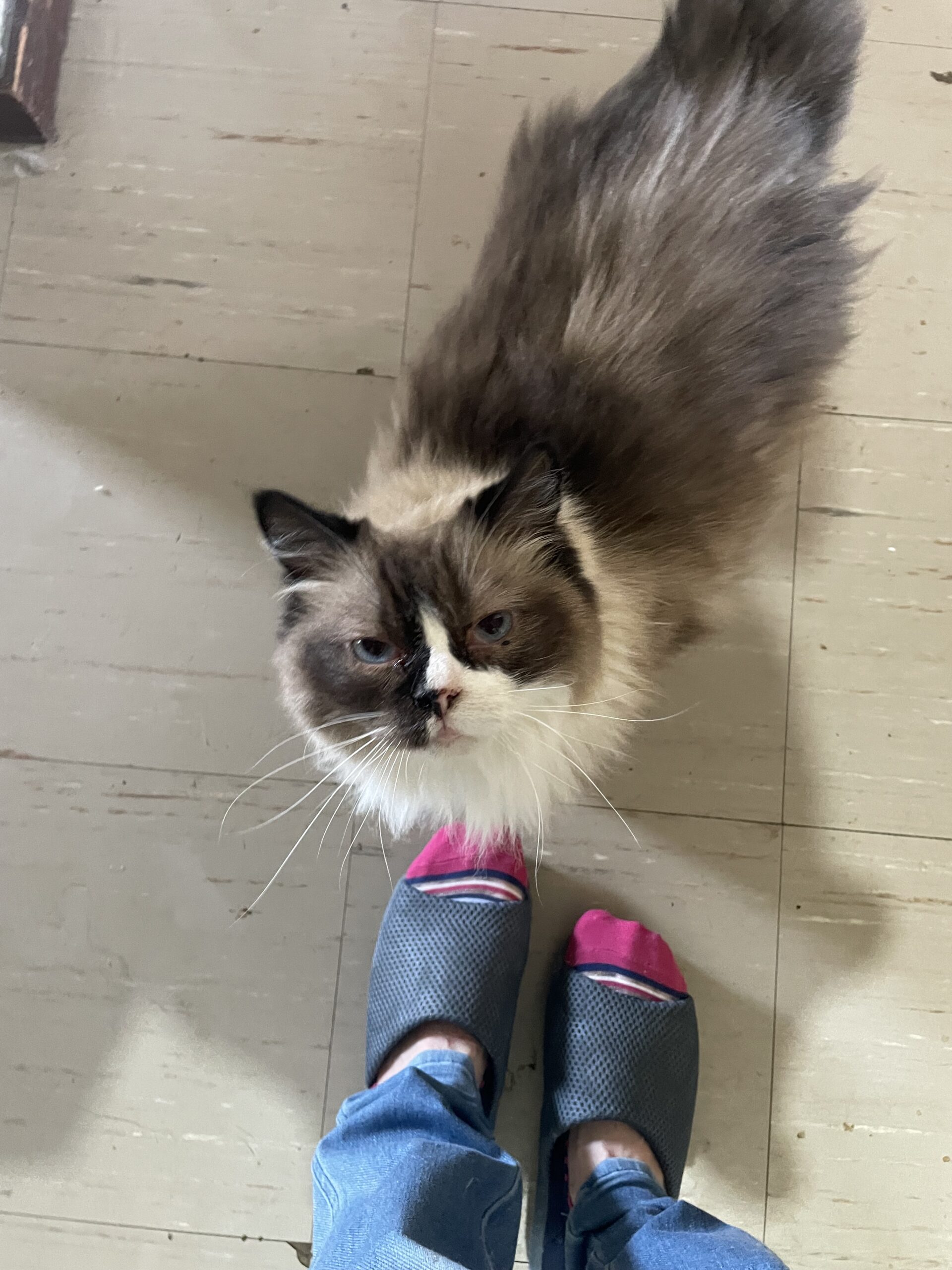 【千葉市・猫】アヤ子ちゃんのお世話報告