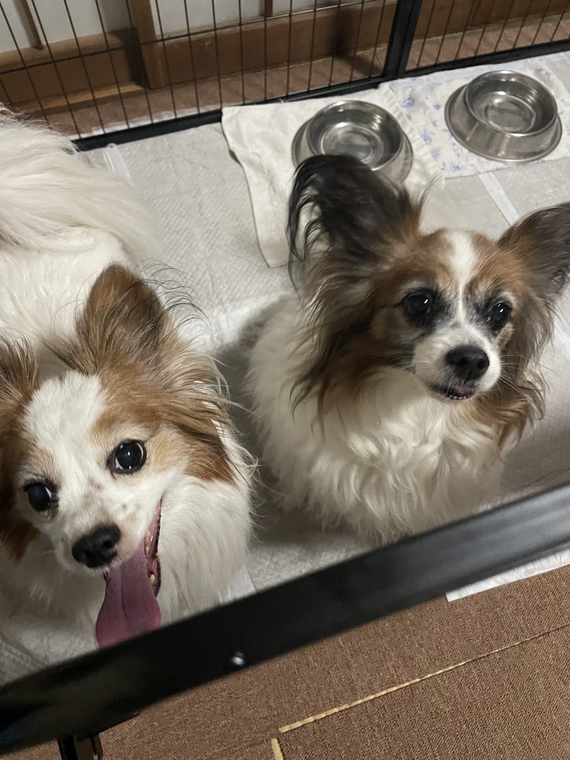 【船橋市・犬】ピン子ちゃん、パン太くんのお世話報告