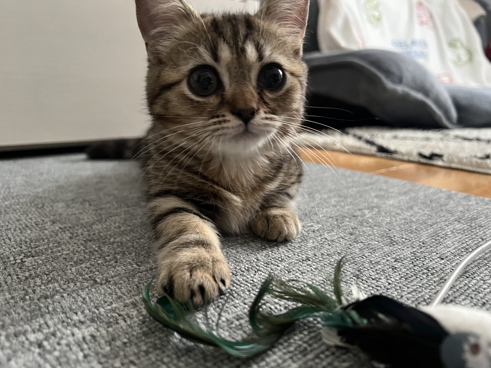 新規♪みゃく君　ショートコースのご依頼♪