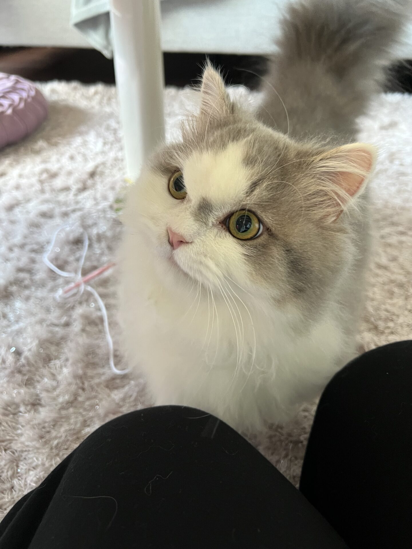 ポテト君♪ショートコース　リピートのご依頼♪