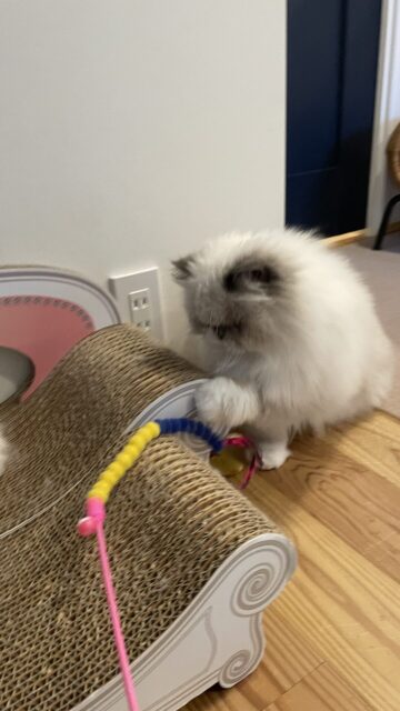 😺タッチ&ゴウ💨