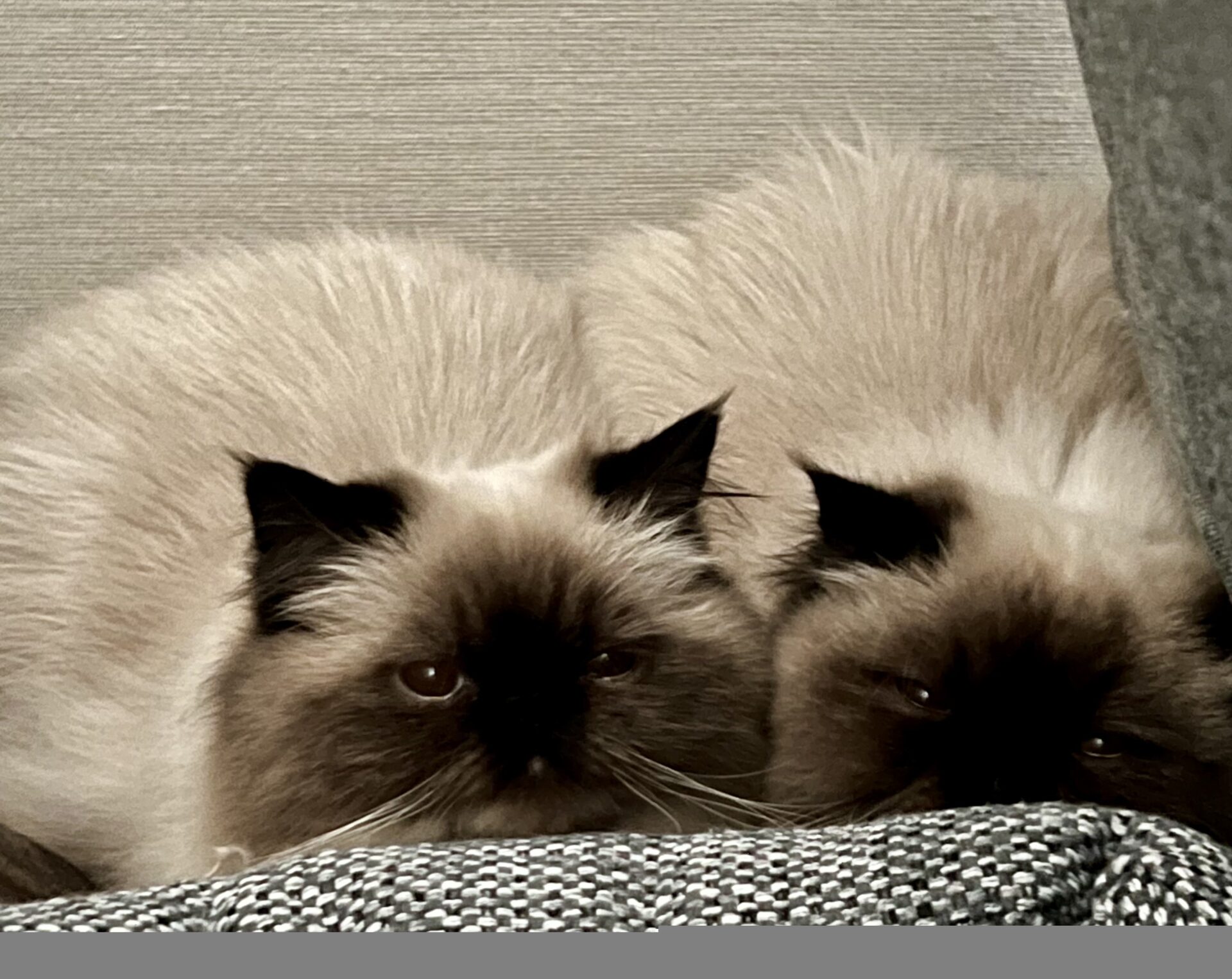 新規♪うりちゃん　ビワちゃん　ショートコースのご依頼♪