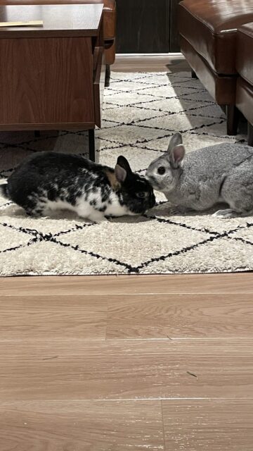 🐇ハムハムハム