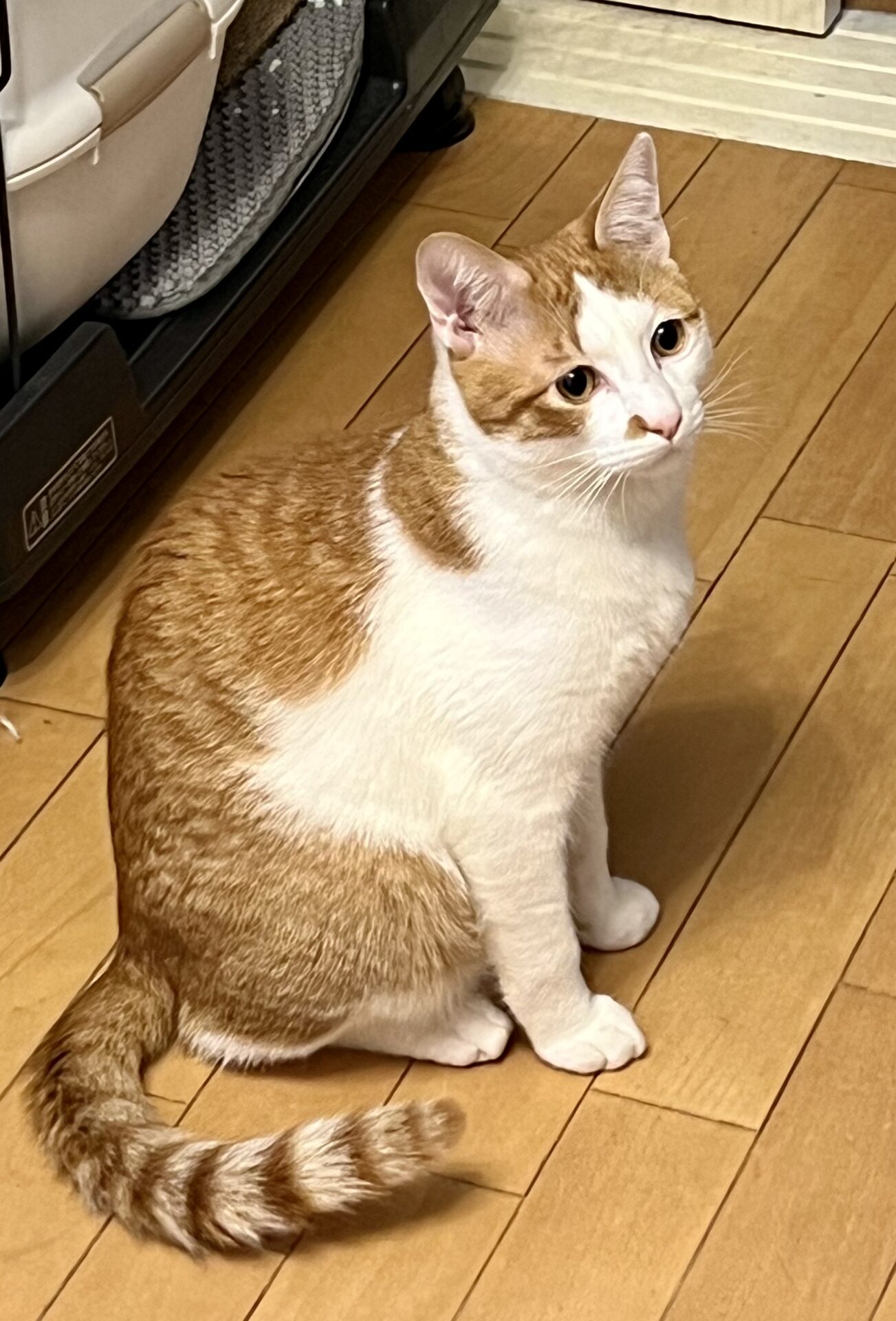 新規♪まめ太君　ショートコースのご依頼♪