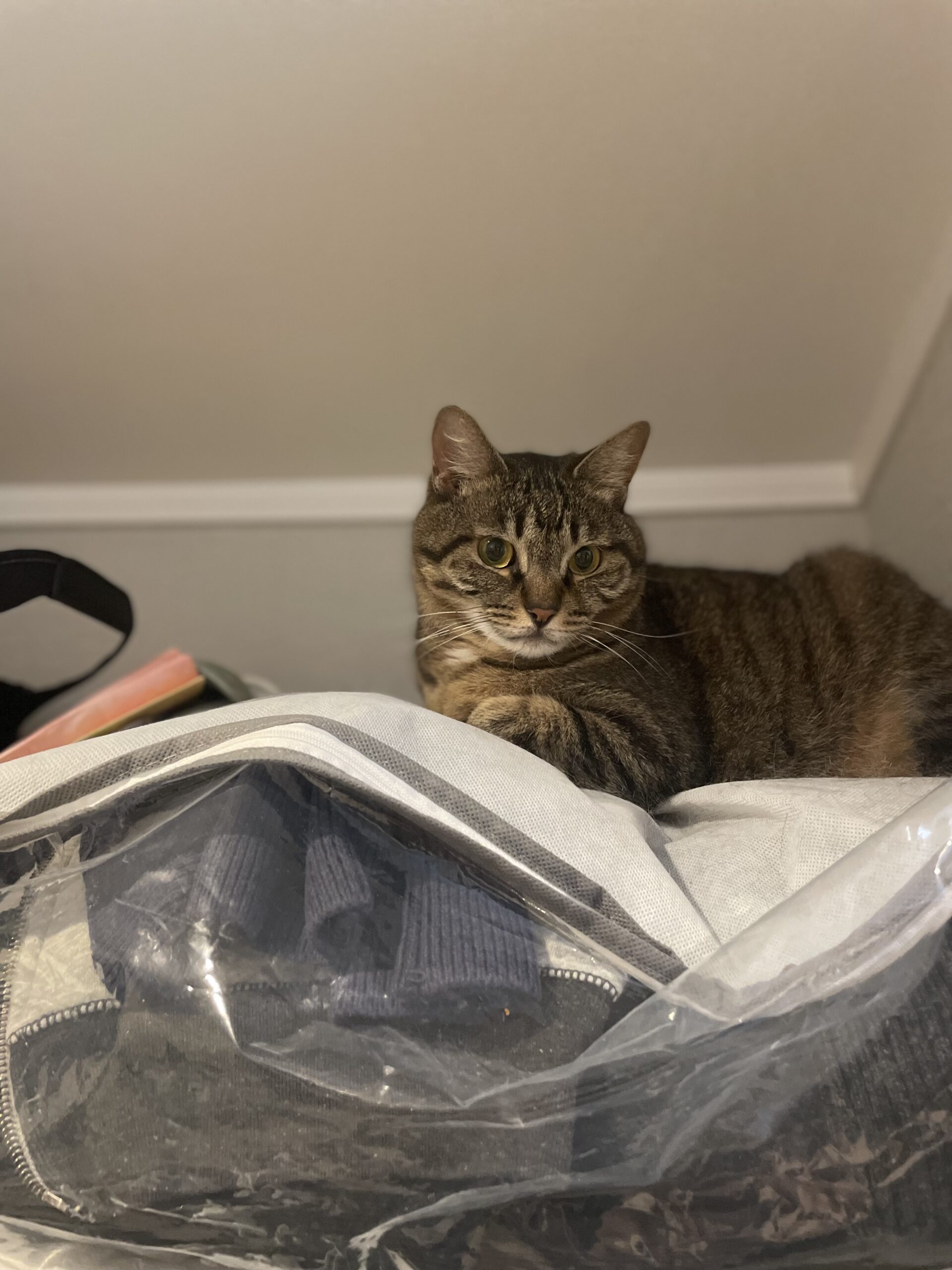 【習志野市・猫】しいちゃん、まいちゃんのお世話報告