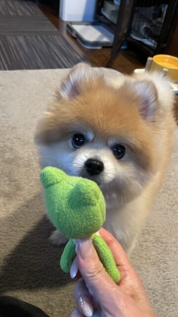 🐶初めましてのお友達✨