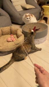 😺優しいお兄ちゃんになったね☺️