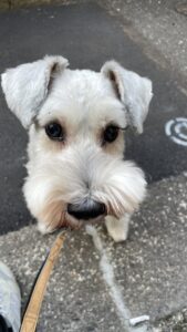 🐶初めましてのお友達☺️