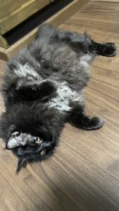 😺まん丸お目目☺️