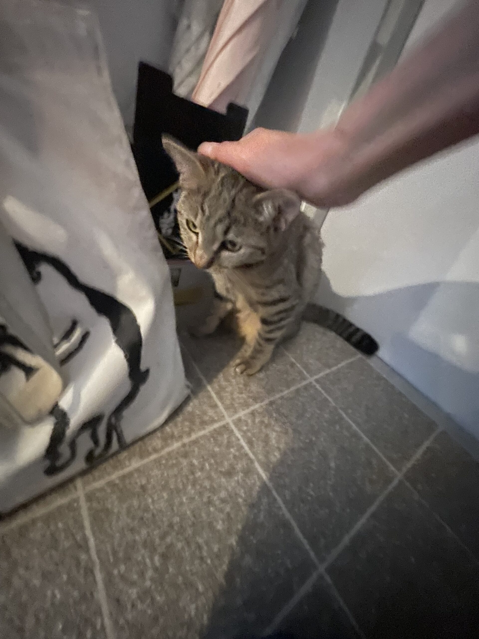 【千葉市・猫】碧くん、絃ちゃんのお世話報告