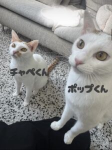 船橋市　ポップくん・チャペくんのお世話