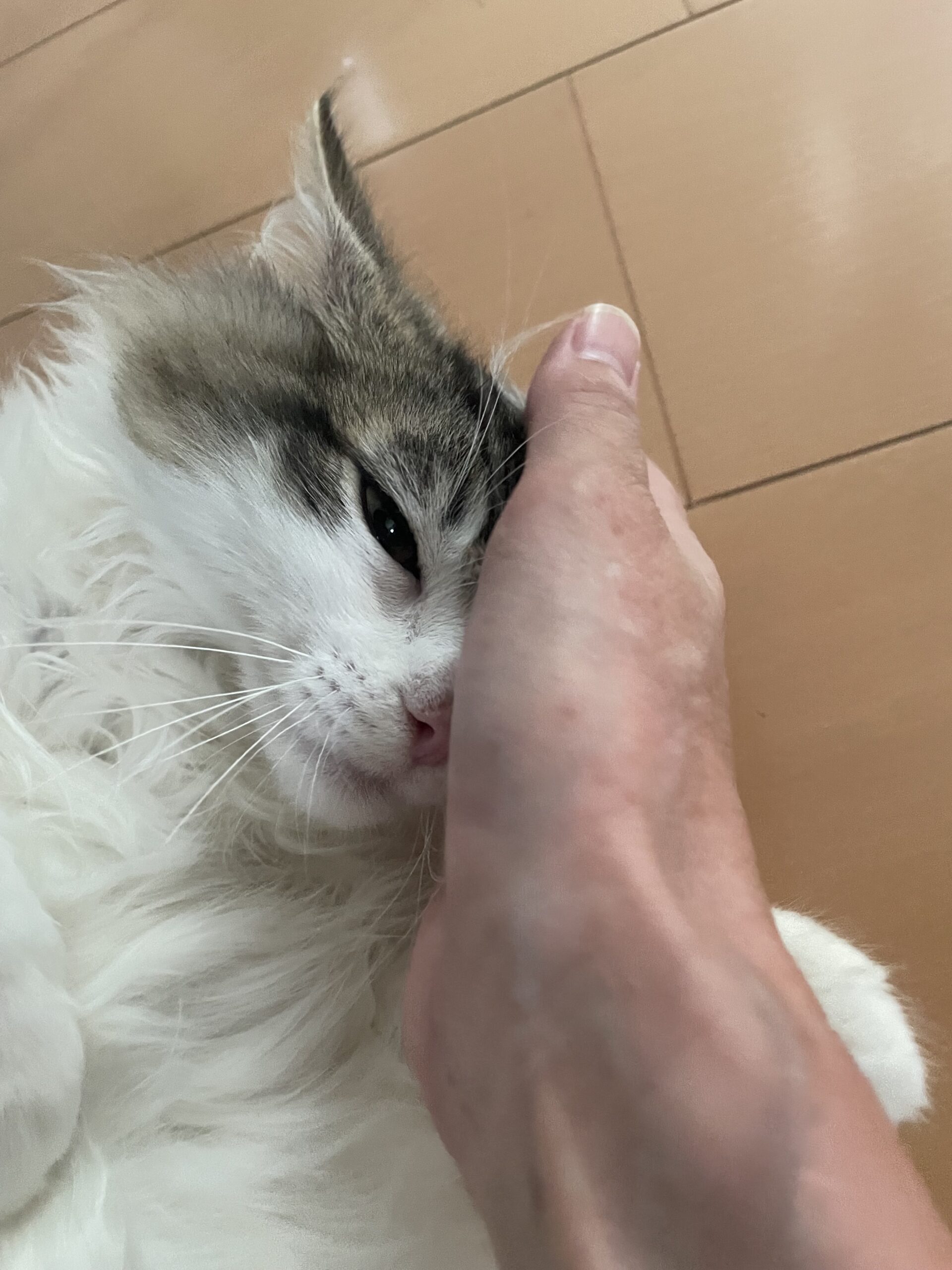 【船橋市・猫】ニコくんのお世話報告