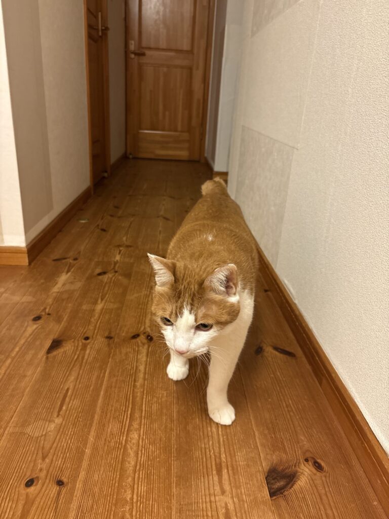 シニアキャッツ/ジジちゃんとピノくんのお世話(三島市)