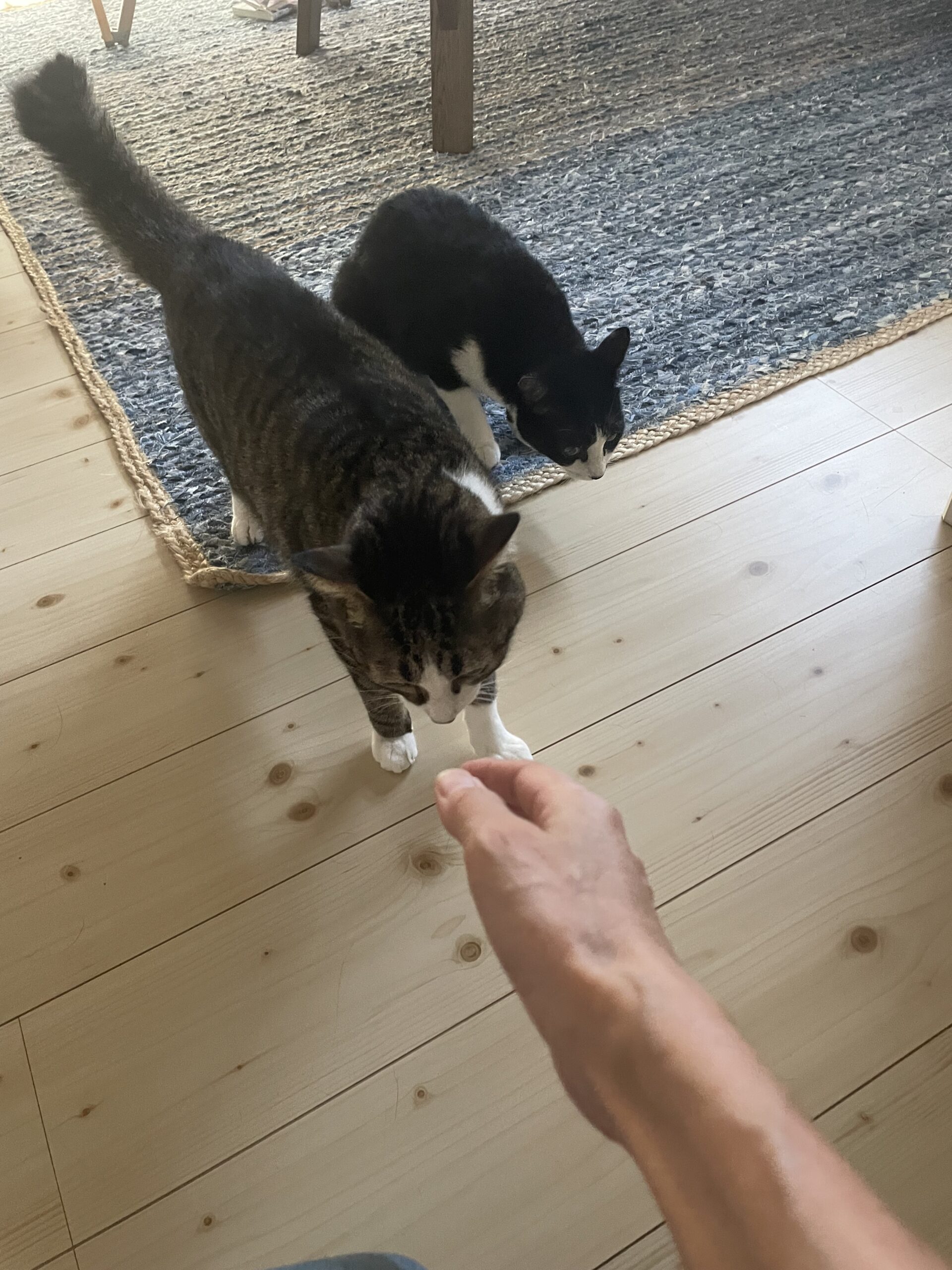 【習志野市・猫】あくびちゃん、三四郎くんのお世話報告