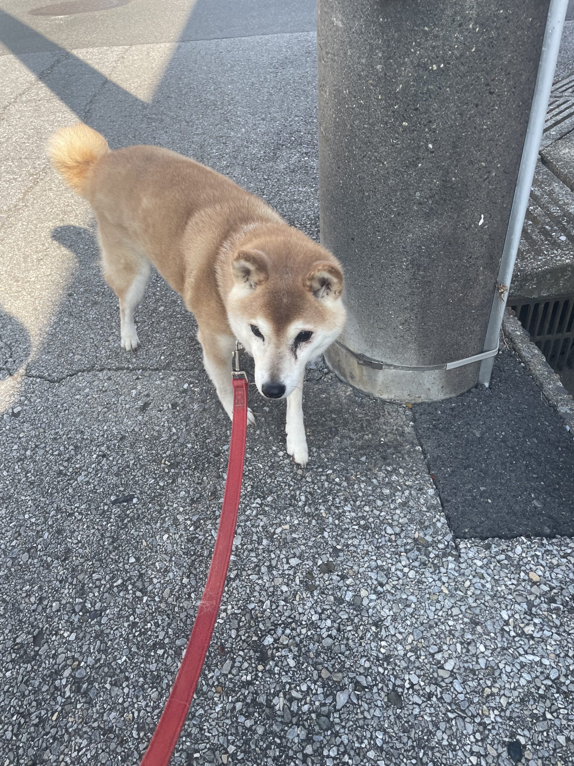 【八千代市・犬】藍ちゃんのお世話報告