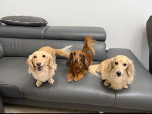 ペットシッター　箕面市　ミニチュアダックスフンドのユメちゃん、アミちゃん、ダナちゃん