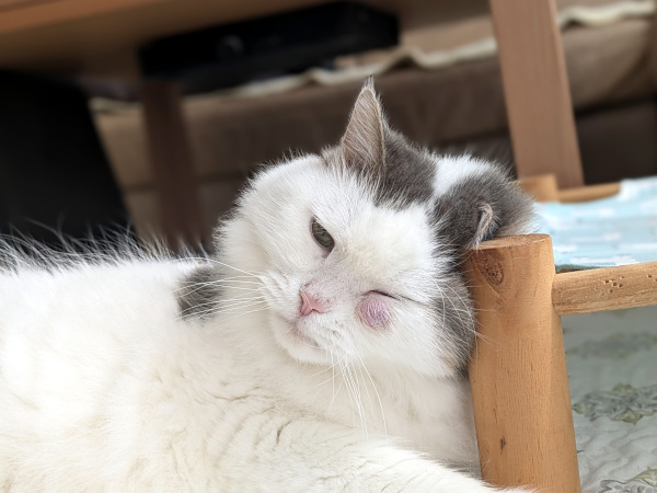 ♪港南区のリク君♪横浜市・栄区・港南区・金沢区のペットシッター・キャットシッター