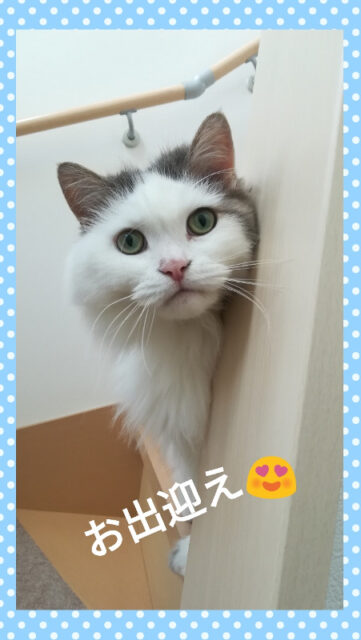 ☆イケメンなのに甘えん坊 リク君☆ 横浜市 港南区・栄区・金沢区のペットシッター