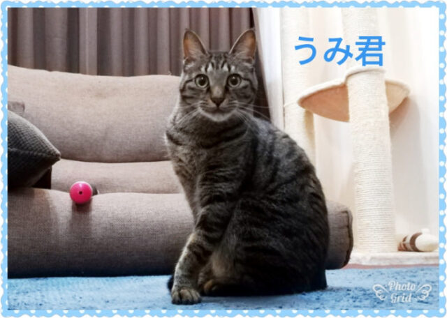 ☆いつもご機嫌!!猫のうみ君☆ 横浜市 磯子区 金沢区 栄区のペットシッター 猫ちゃんのお世話