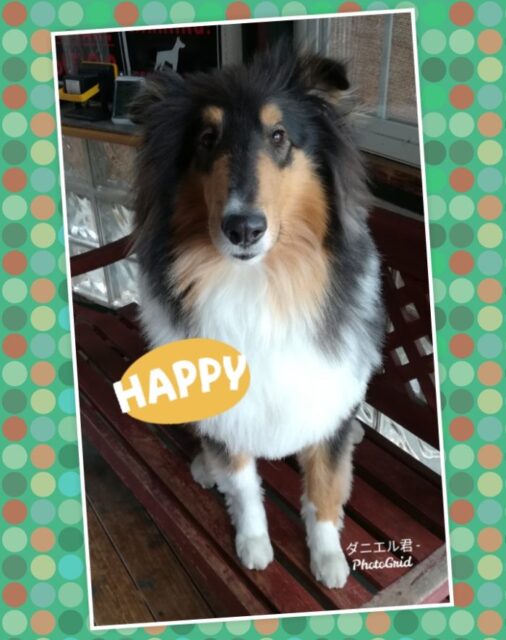 ☆港南区 コリーのダニエル君☆港南区 栄区 金沢区 ペットシッター☆