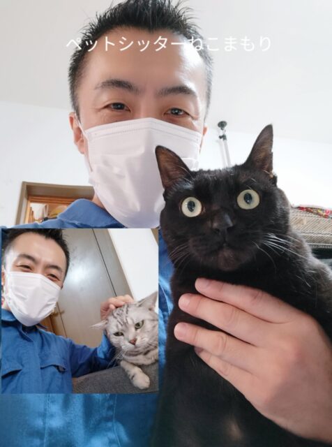新宿区 お得意様 黒猫ちゃんアメリカンショートヘアちゃん お世話レポート🐈️