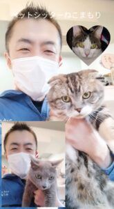 新宿区 ご新規様  ロシアンちゃん スコくん サバ白くん 3匹の可愛いニャンコ達  お世話レポート🐈